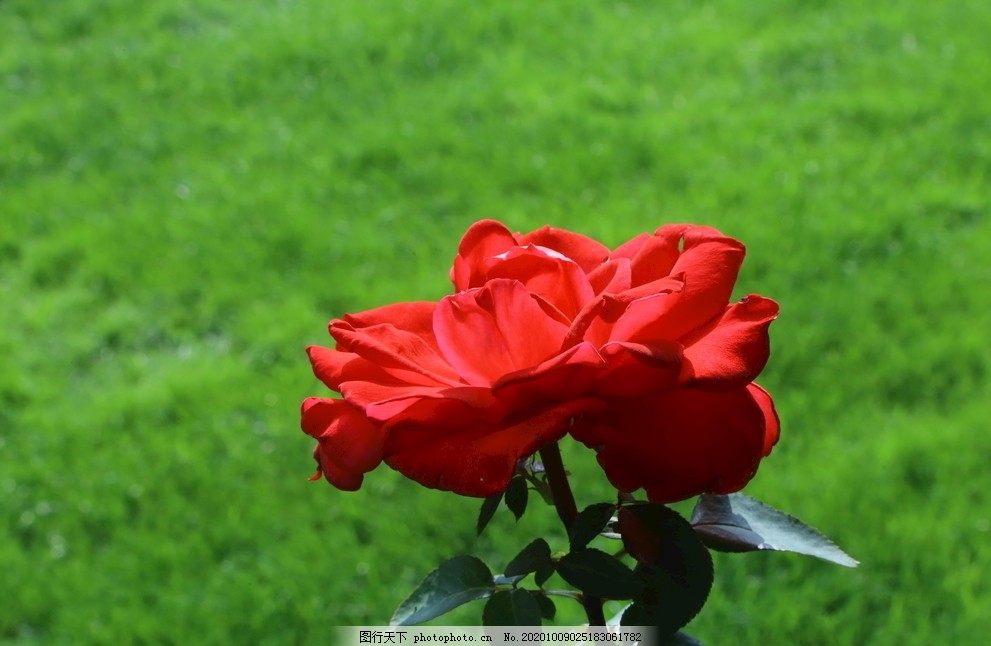 月季花图片 花草 生物世界 图行天下素材网