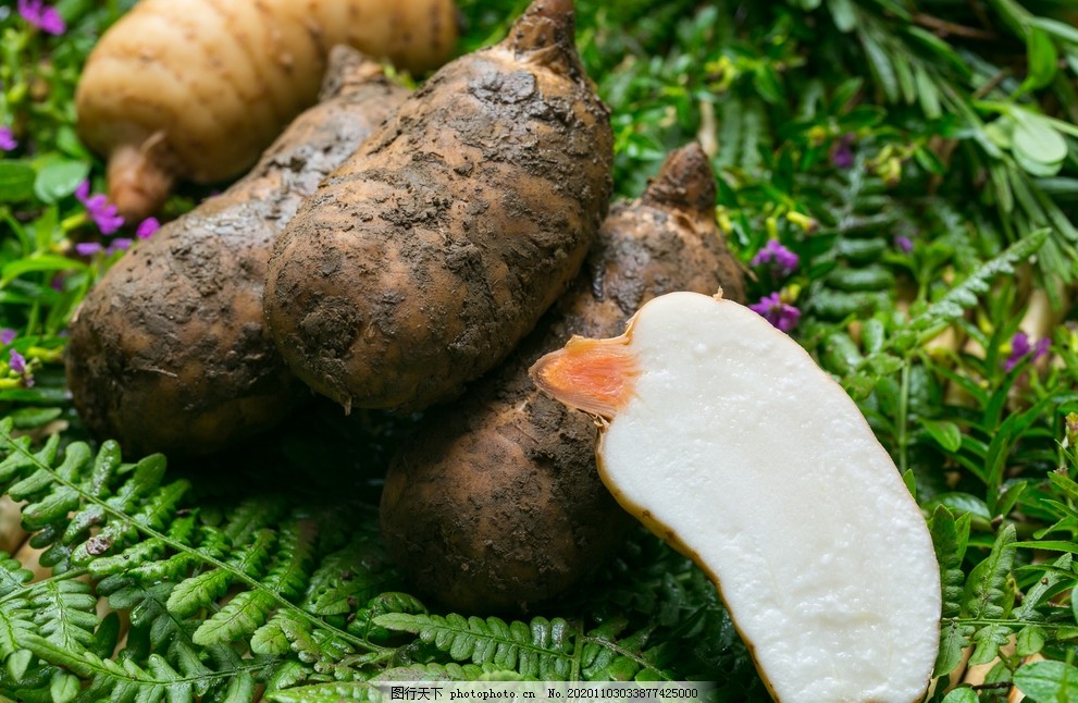 新鲜天麻图片,云南天麻,云南新鲜天麻,草药,中药,中药材,摄影