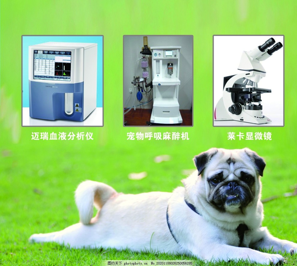 宠物健康仪器图片,血液分析仪,呼吸麻醉机,莱卡显微镜,动物,犬,护理