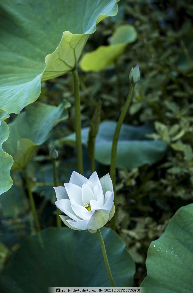 白莲图片 花草树木 自然风景 图行天下素材网