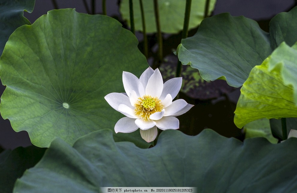 白莲图片 花草树木 自然风景 图行天下素材网