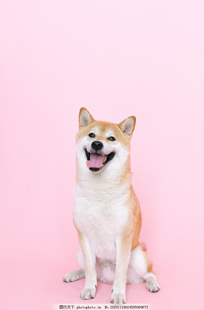 秋田犬图片 动物昆虫 自然风景 图行天下素材网