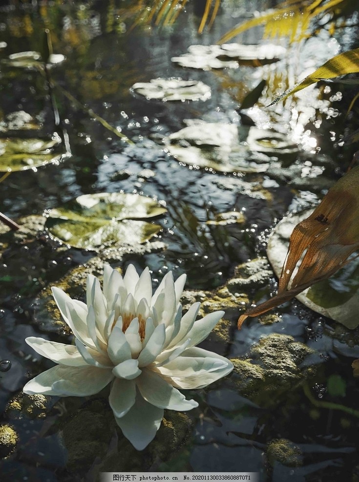 莲花花睡莲意境图片 其他图片素材 其他 图行天下素材网 莲花花睡莲意境图片 其他图片素材 其他 图行天下素材网