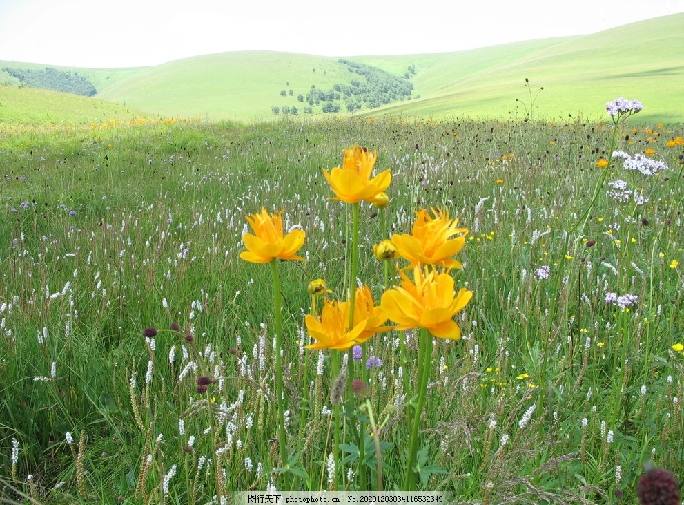 七月草原花图片 自然风景 自然景观 图行天下素材网