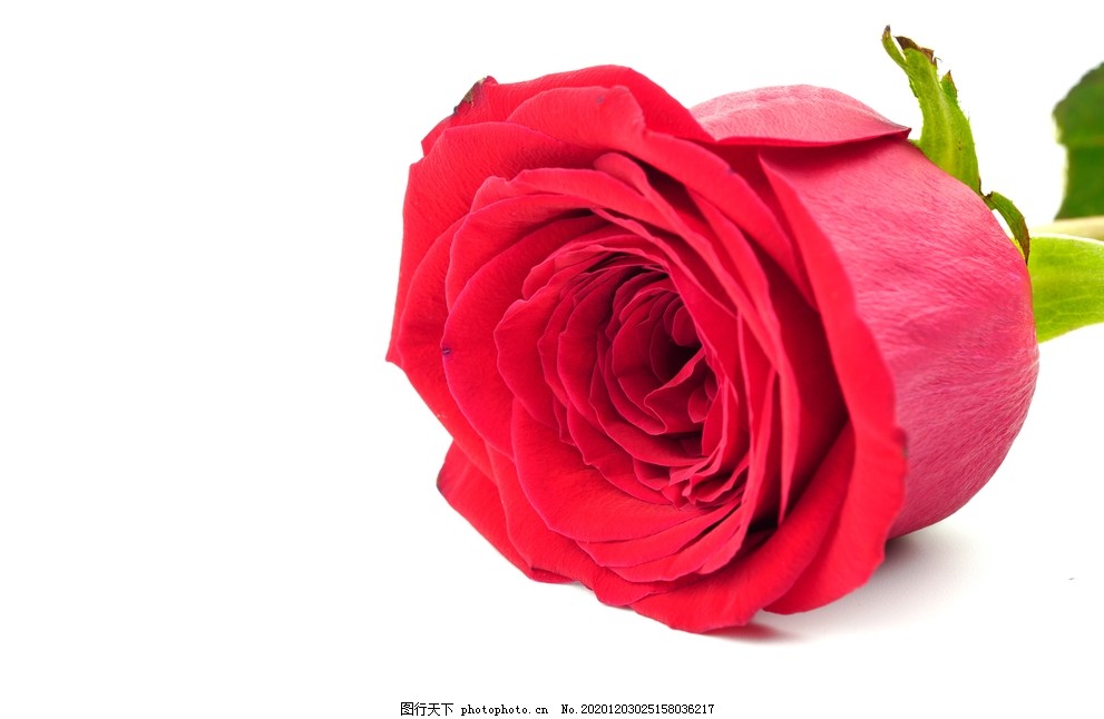 白底上的玫瑰花图片 花草 生物世界 图行天下素材网