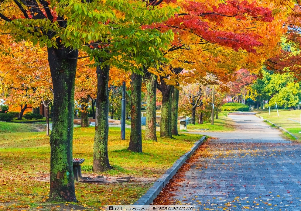 秋日园林风景图片,泛黄的树叶,红叶树林,道路,小路,建筑园林,摄影