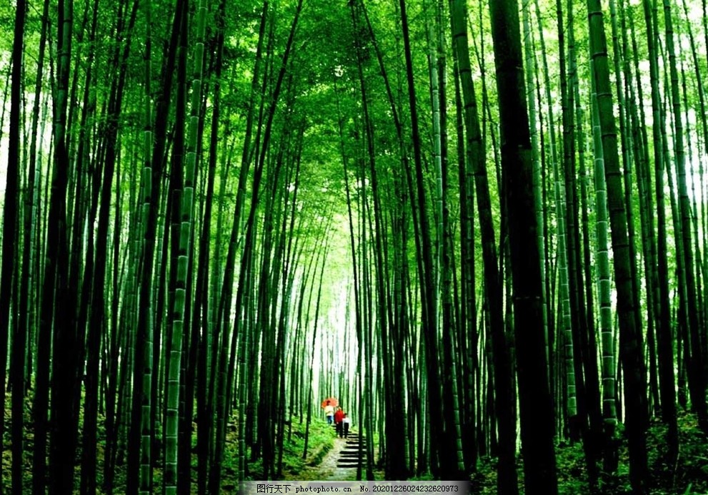 竹海国家森林公园图片,风景,自然风光,摄影,自然景观,建筑景观,320DPI