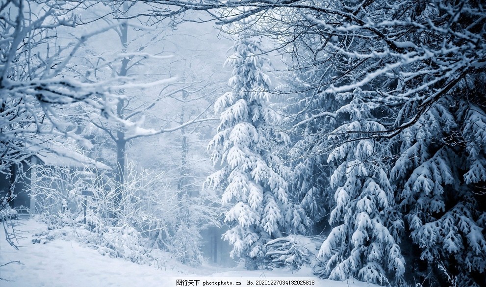 冬日雪景图片,冬季,树挂,白雪,树林,自然风光,摄影