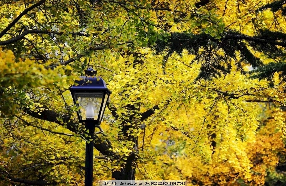 银杏树下图片,黄,路灯,秋,摄影,自然景观,自然风景